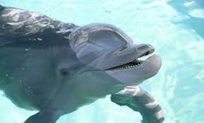 Zoos and aquariums in st. Statte Dem Clearwater Marine Aquarium Einen Besuch Ab Visit St Petersburg Clearwater Florida
