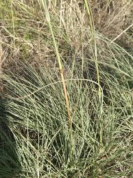 Image result for Cymbopogon pospischilii