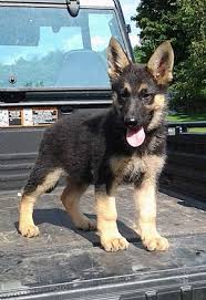 German Shepherd Puppies Pet Dog Puppies For Sale In Ny Want Ad Digest Classified Ads Shepherd Puppies German Shepherd Puppies Pet Dogs Puppies
