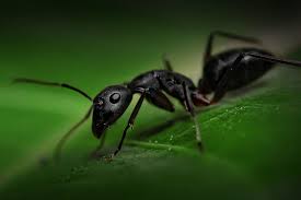 Image result for ant bite