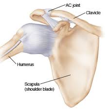 Whereas, in case of grade 3 type of muscle tear patients. Ac Joint Sprain Adult