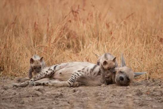 It Takes a Village to Raise a Child: Social Life of the Striped Hyena | RoundGlass Sustain