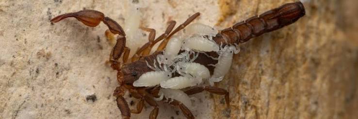 Scorpions / Home and Landscape / UC Statewide IPM Program (UC IPM)