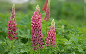 Lupinen sind mit ihren ungewöhnlichen blüten eine besondere attraktion im staudenbeet. Lupinus Polyphyllus Hybride Mein Schloss Lupine