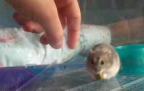 And do not feed your dwarf hamster chocolate, caffeine, or alcohol, as these food items can cause serious medical conditions. Large Dwarf Hamster Cages What Is Better Cheaper Reliable