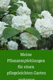 Du Hast Keine Zeit Dich Viel Um Deinen Garten Zu K Mmern Dann Empfehle Ich Dir Diese 8 Pflegeleichten Pflanzen D In 2020 Easy Care Plants Vegetable Planters Plants