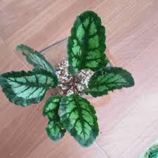 Image result for Gesneriaceae