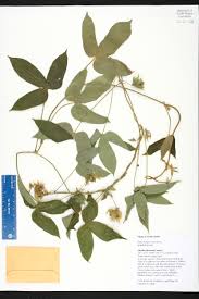 Image result for Dalechampia scandens