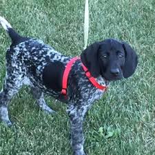 The german shorthaired pointer was no accident. Millstream Hunting Preserve Hunting Dogs