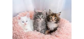 ネコちゃんの正しい飼い方は？必要な事前準備や心構えなども解説 | Petio[ペティオ]