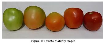 A Machine Learning Approach To Determine Maturity Stages Of