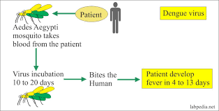 Изучайте релизы dengue fever на discogs. Dengue Fever Dengue Hemorrhagic Fever Labpedia Net