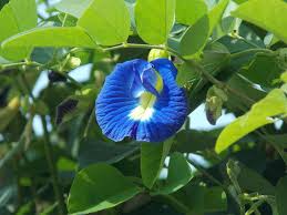 Image result for Clitoria
