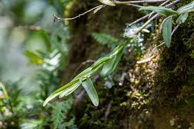 Image result for Rhipidoglossum bilobatum