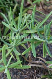 Image result for Cotyledon barbeyi