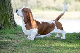 Image result for basset hound