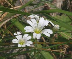 Image result for Cerastium octandrum