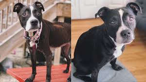 The best solution to fight diabetes in spaying female dogs with diabetes. My Diabetic Dog Is Skinny 6 Things To Consider Holistic Pet Wellness
