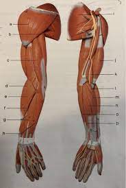 Those that are closest to the shoulder are the thickest and strongest. Name The Muscles Of Arm And Leg Chegg Com