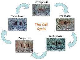 Flynt's visual cell cycle cards for identifying the stages of mitosis when viewed under a microscope. Cell Microscopy Lesson Objectives L O To Calculate The Mitotic Index Within A Field Of View 31 St January 2006 To Be Able To Measure Cells In Interphase Ppt Download