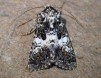 Image result for Hadena compta