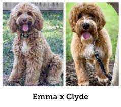 Australian Labradoodle Puppies For Sale In Matthews Nc Home Based Breeder Committed T In 2021 Labradoodle Puppy Australian Labradoodle Australian Labradoodle Puppies
