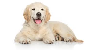 Image result for dog image no background