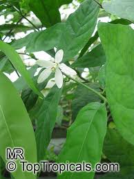 Image result for Turraea obtusifolia