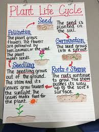 Plant Life Cycle Anchor Chart Teaching Plants Science