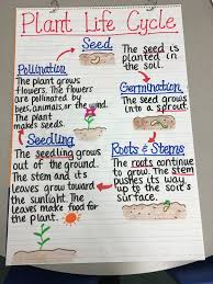 Plant Life Cycle Anchor Chart Teaching Plants Grade 3