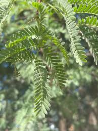 Image result for Acacia eriocarpa