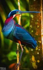 Pin By Suzi S Crafted Jewelry On Nature In 2020 Beautiful Birds Pet Birds Animals Beautiful