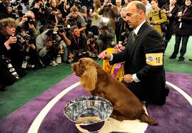 The venerable best in show judge was a wire haired terrier expert. Memories Of Past Westminster Dog Show Champions The New York Times