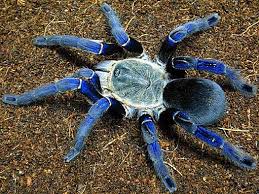 Tarantula Big Hairy Scary Spider Pet Tarantula Spider Animals