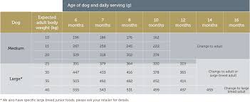 50 All Inclusive Beagle Puppy Weight Chart