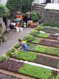 Suburban Sustainable Farming In 2020 Vegetable Garden Design Garden Layout Small Vegetable Gardens