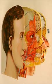 Animated Anatomies An Exhibition Of Antique Medical Pop Up Books Pop Up Book Animated Anatomy Medical Illustration