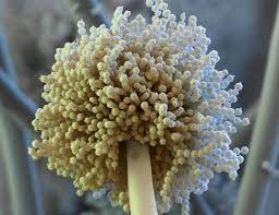 Image result for site:byggahus.se svamp