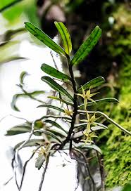 Image result for Rhipidoglossum globulosocalcaratum