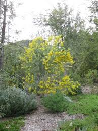 Image result for Acacia davyi