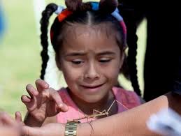 Redlands museum abuzz for Bugfest