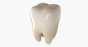3d Model Teeth Molar Tooth Anatomy People Human Mouth Mandibular Jaw Dental Dentist Dentition Crown Realistic Tool 3d 3d Model Model Dental