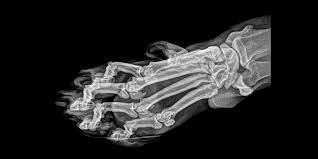 Oregon Zoo Shares Fascinating X Ray Photos Of Animals Zoo Animals London Zoo Zoo