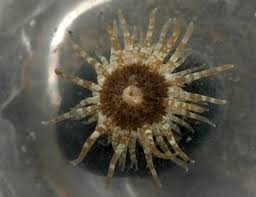 Image result for Aneilema nyasense