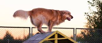 L'éducateur canin assure l'éducation des chiens selon des méthodes adaptées à la race et à l'environnement de chaque animal (chien de garde, de compagnie). Les Meilleurs Methodes Devenir Maitre Chien A L Armee Pour Formation Canine Pole Emploi Comparatifs 2019 Idhd