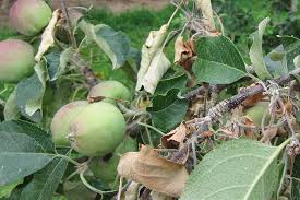 We did not find results for: The Organic Solution To Fight Fire Blight Growing Produce