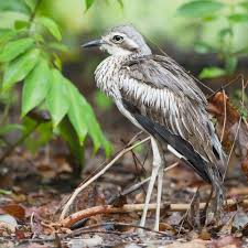 Bush Stone Curlew Wikipedia