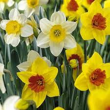 Daffodil Sempre Avanti Scarlet Royal 50 Bulbs Sam S Club