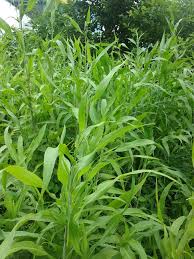 Image result for Coix lacryma-jobi