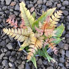 Image result for Pteris friesii